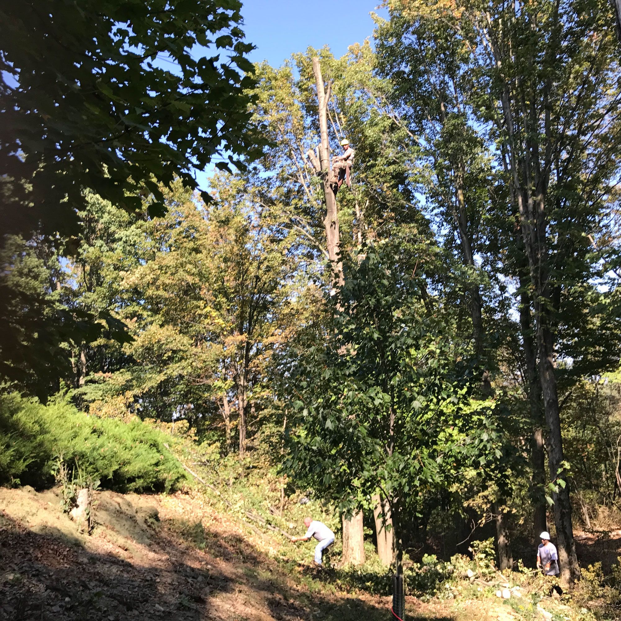 Lot and Land Clearing